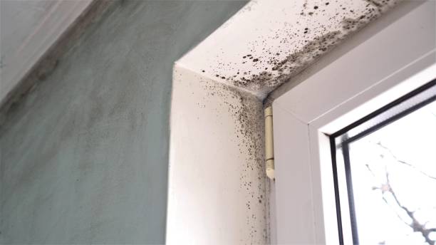 Best Mold Damage Restoration  in Dalton, GA