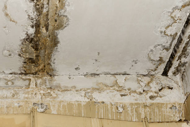 Best Biohazard Mold Removal  in Dalton, GA
