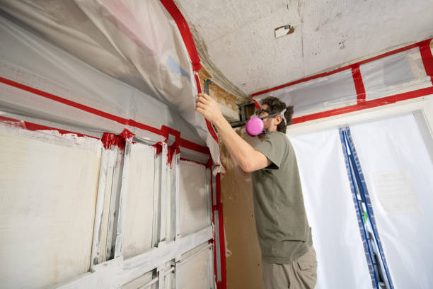 Best Basement Mold Removal  in Dalton, GA