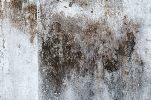 Best HVAC Mold Inspection and Cleaning  in Dalton, GA