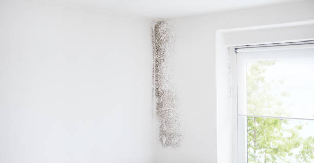 Best Emergency Mold Remediation  in Dalton, GA