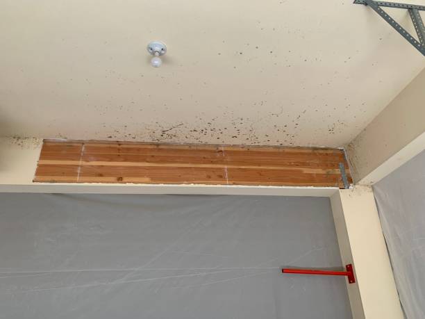 Best Crawl Space Mold Remediation  in Dalton, GA