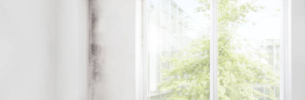 Best Dehumidification Services  in Dalton, GA
