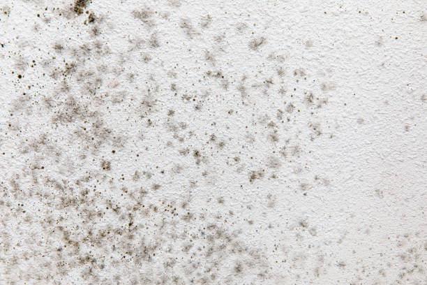 Professional Mold Removal in Dalton, GA
