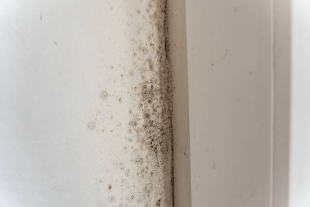 Best Asbestos and Lead Testing During Mold Inspection  in Dalton, GA